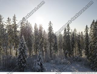 background forest winter 0008